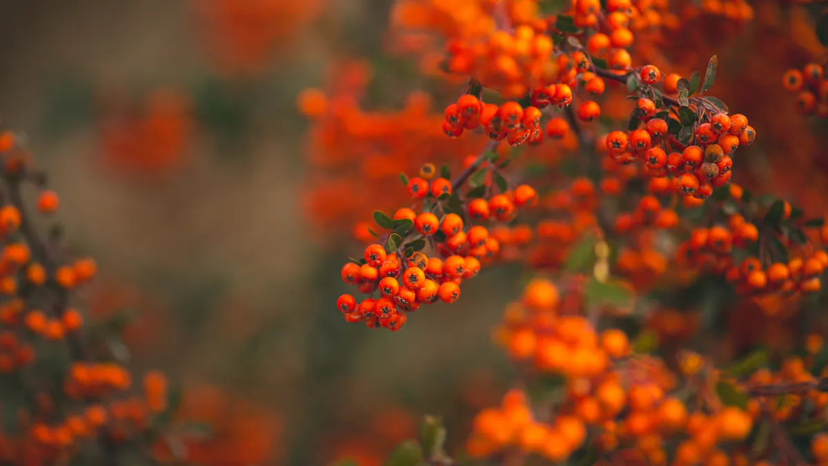 Cluster F reviews: In-depth SaaS product reviews of five niche analytics platforms Cluster F reviews: In-depth SaaS product reviews of five niche analytics platforms — Clusters of Orange Berries on Tree