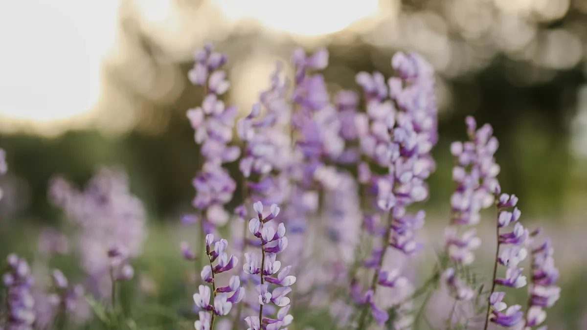 Cluster F reviews: In-depth SaaS product reviews of five niche analytics platforms Cluster F reviews: In-depth SaaS product reviews of five niche analytics platforms — Clusters of Purple Flowers in Tilt