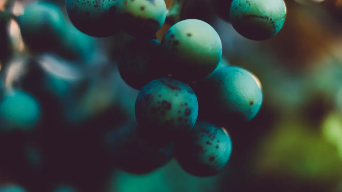 Cluster F's saas growth guides: 10 experiments to acquire your first 100 customers Cluster F's saas growth guides: 10 experiments to acquire your first 100 customers — Low Light Photography of Cluster of