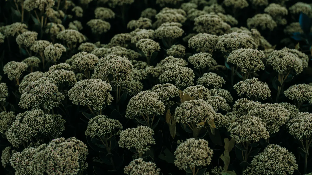 Cluster F's saas growth guides: 10 experiments to acquire your first 100 customers Cluster F's saas growth guides: 10 experiments to acquire your first 100 customers — Lush Greenery of Sedum Plants in De